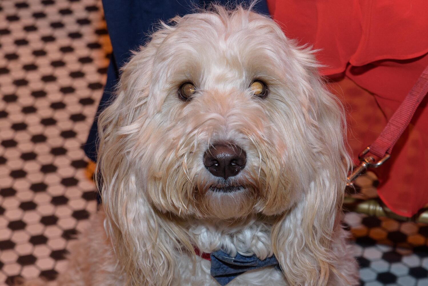 PHOTOS: Did we spot you at the Pet Afflaire Gala at the Dayton Arcade?