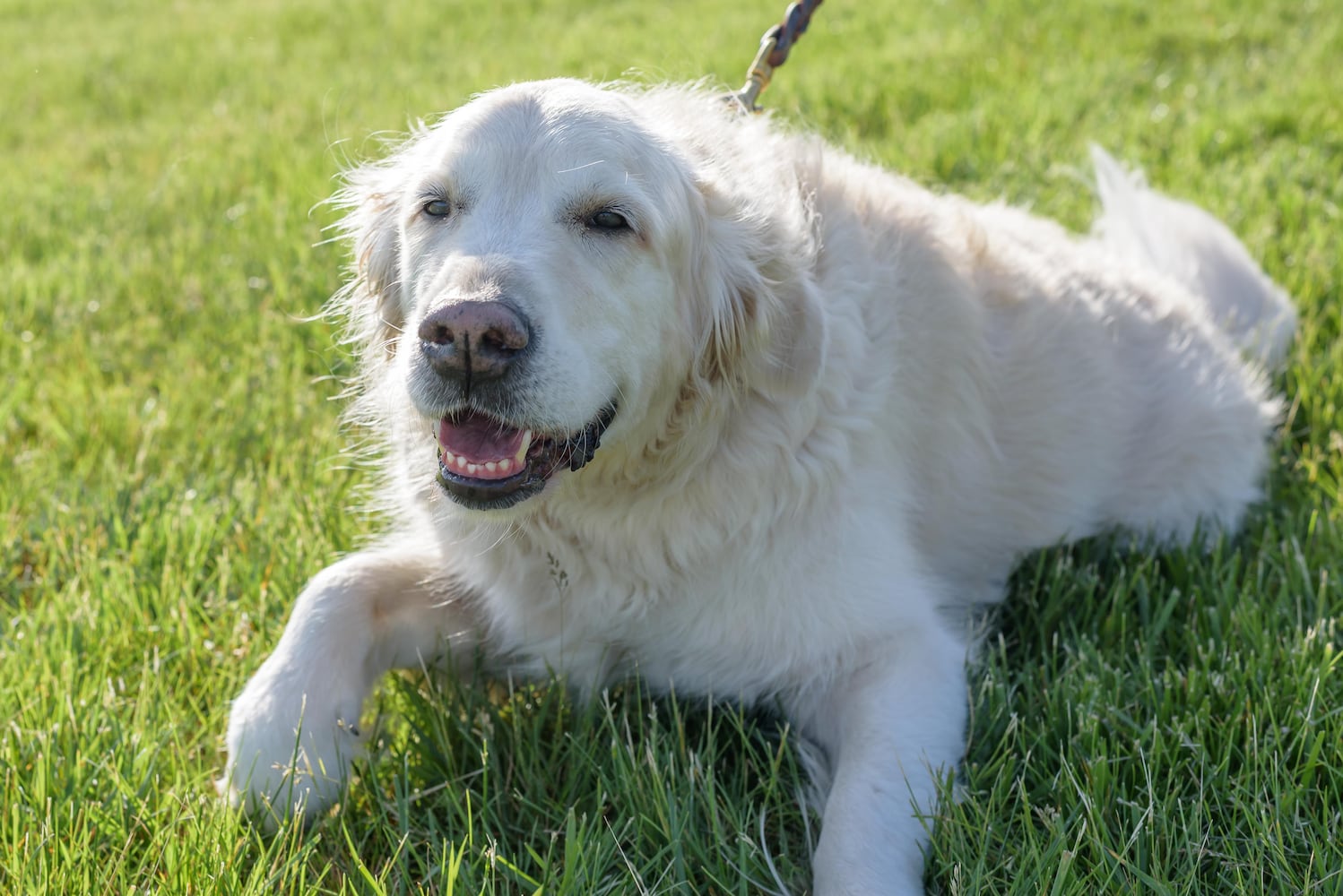 PHOTOS: 2025 Furry Skurry 5K at St. Leonard CHI Living Communities