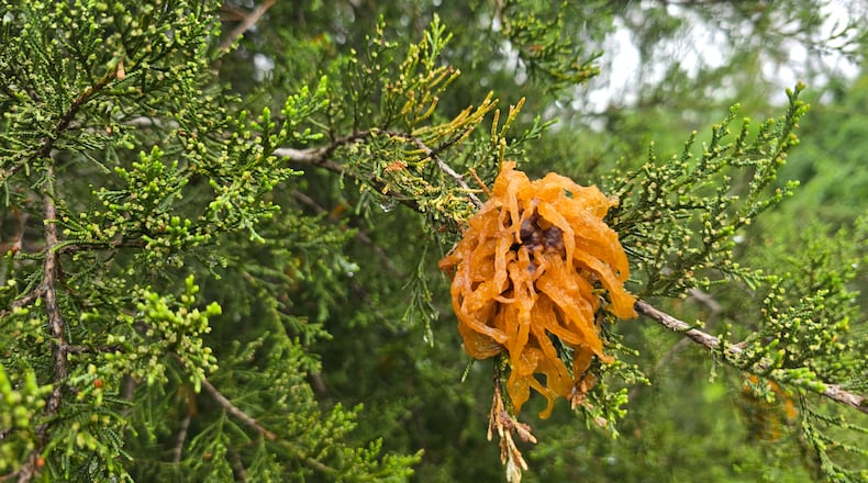 Cedar apple rust on Juniperus virginiana (Eastern red cedar). CONTRIBUTED PHOTO
