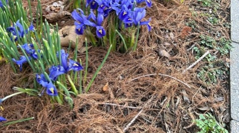 At Aullwood Garden MetroPark, tens of thousands of Virginia bluebells are about to burst to life. CONTRIBUTED