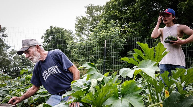 Malcom Jewett, 77 left, harvest summer squash with his grandson Corey Greer on his land in Spring Valley Wednesday July 3, 2024. Jewett donates much of his produce to Kitchens around Dayton to feed hungry people. Jim Noelker/Staff