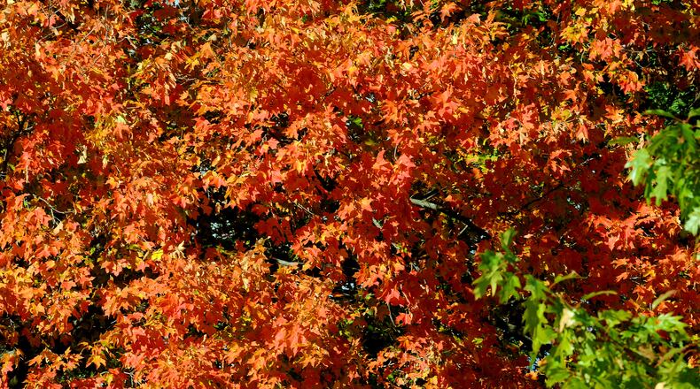 The leaves are turning to the same colors as pumpkins in the Dayton area. MARSHALL GORBY\STAFF