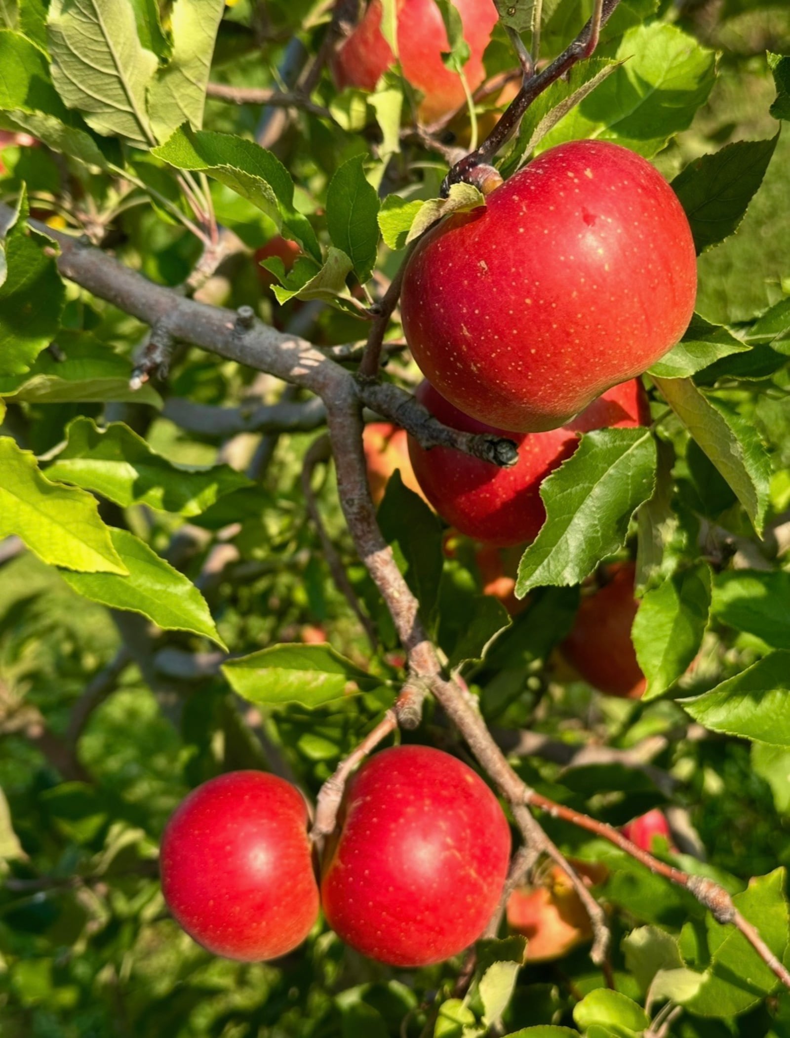 Monnin's Fruit Farm has 1,000 apple trees in its expansive orchard. CONTRIBUTED