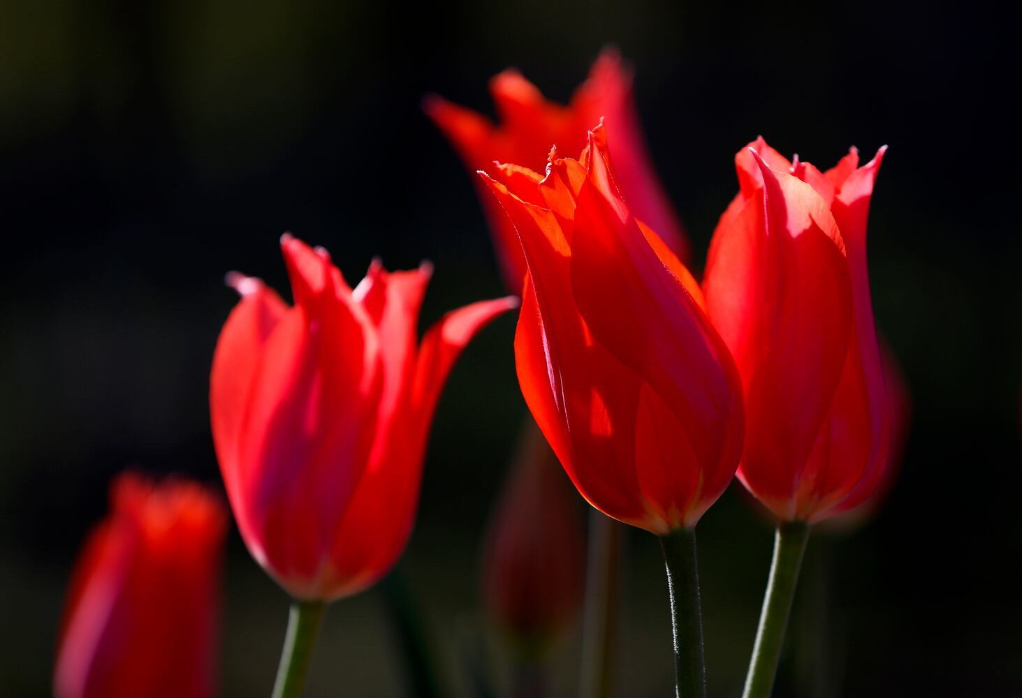 Spring flowers