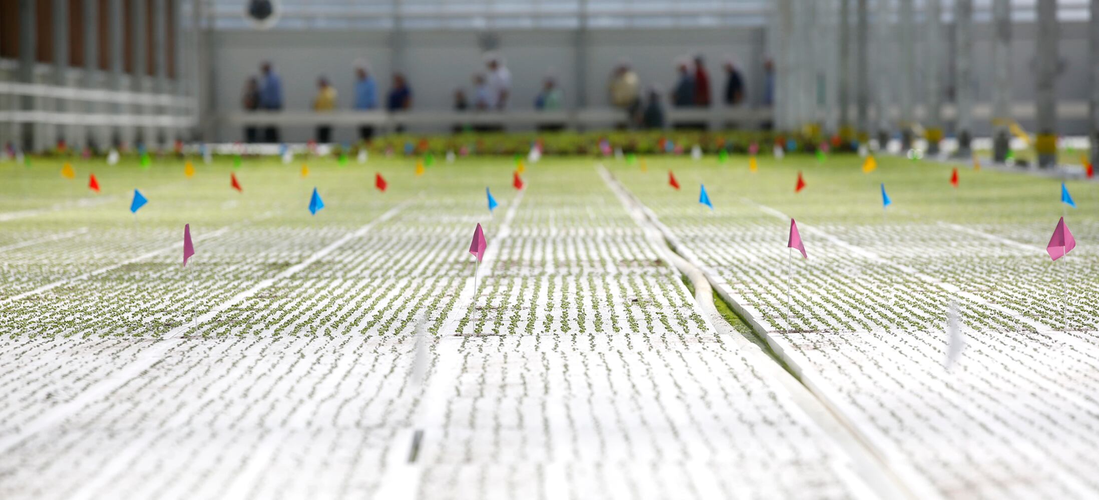 BrightFarms Ohio Greenhouse harvests first hydroponic greens in Wilmington