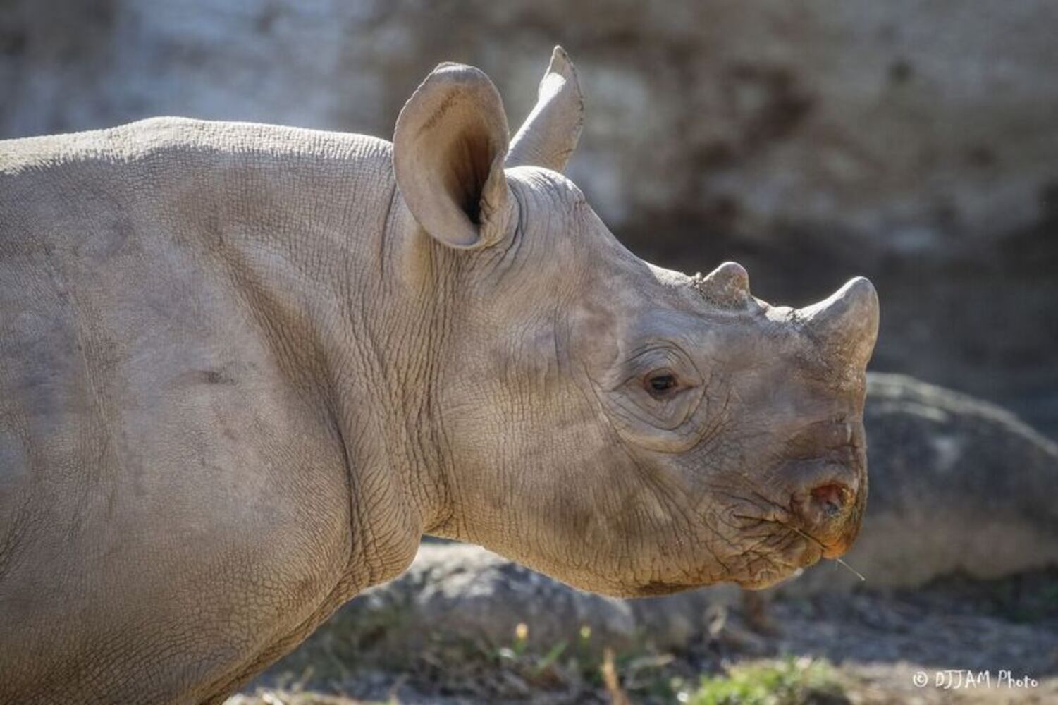 PHOTOS: This first look at Cincinnati Zoo's Zoo babies will be the best part of your day