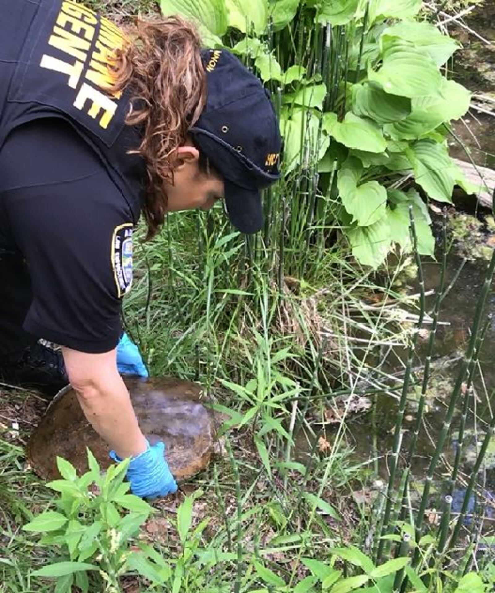 Dayton turtle neglect case, Contributed photo