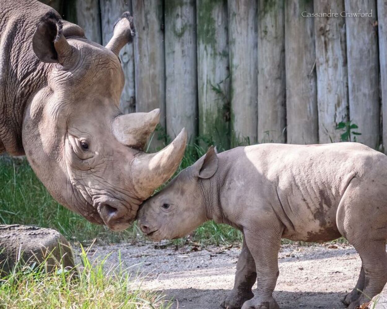 PHOTOS: This first look at Cincinnati Zoo's Zoo babies will be the best part of your day