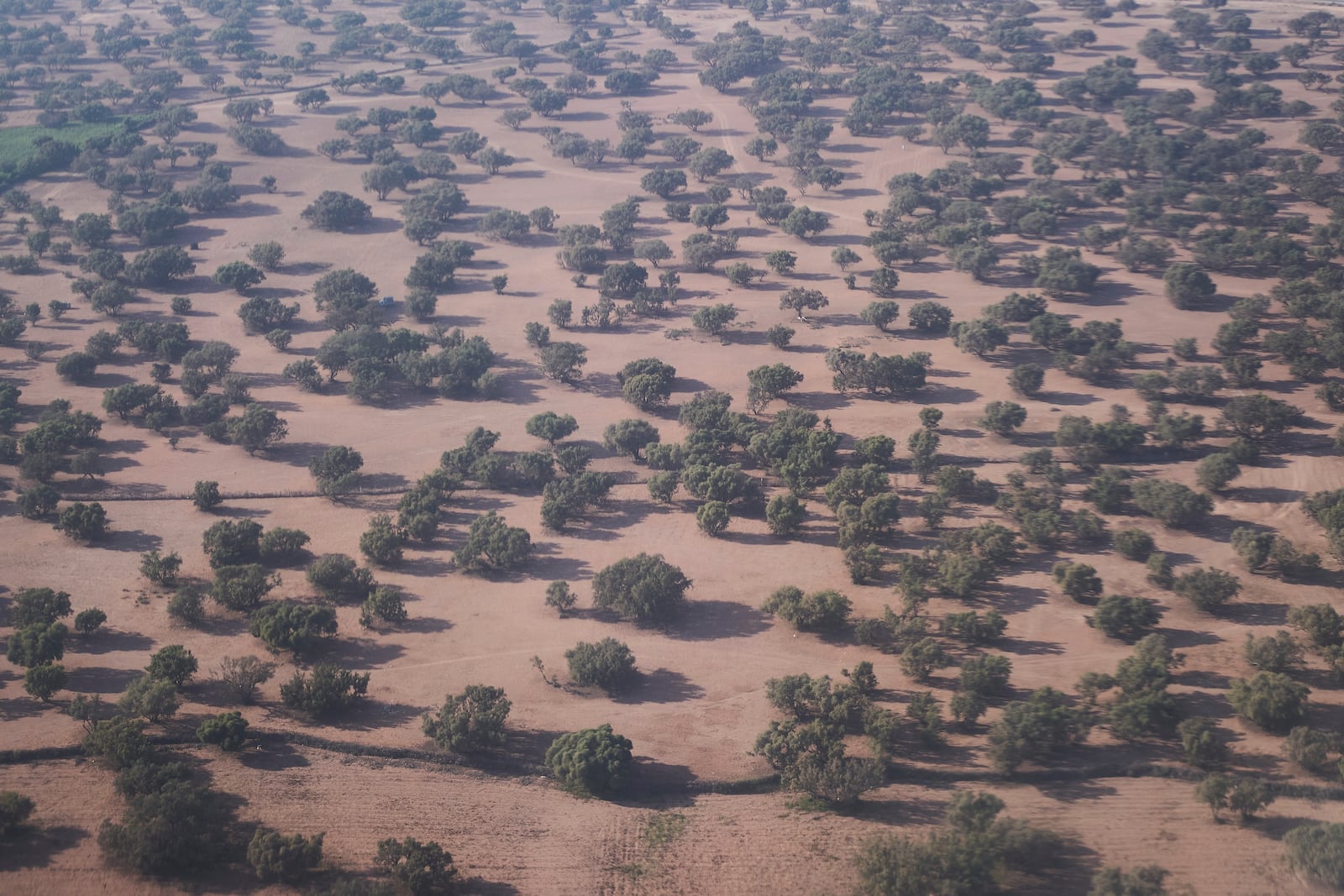A forest of argan trees is visible in Agadir, Morocco, Wednesday, May 21, 2025. (AP Photo/Mosa'ab Elshamy)