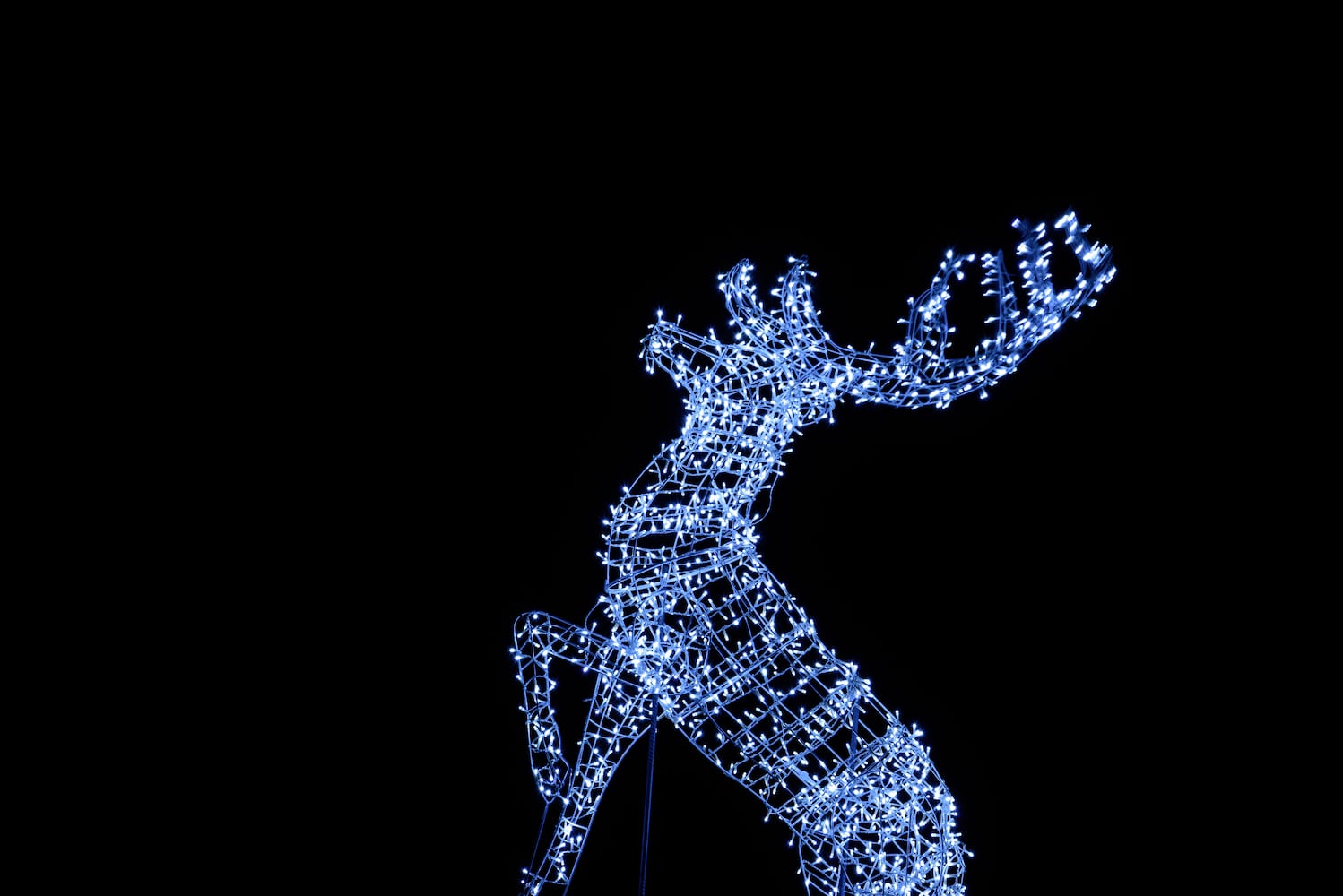 PHOTOS: Christmas Light Spectacular at Cedar Springs Pavilion