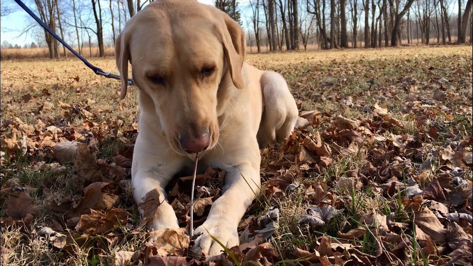 K-9 Opelika, called “Opey,” is a 4-year-old yellow Labrador Retriever for the Bureau of Alcohol, Tobacco, Firearms and Explosives who can detect more than 19,000 odor combinations from all six families of explosives and has worked some of the most notable recent crimes and events in the several-state region.