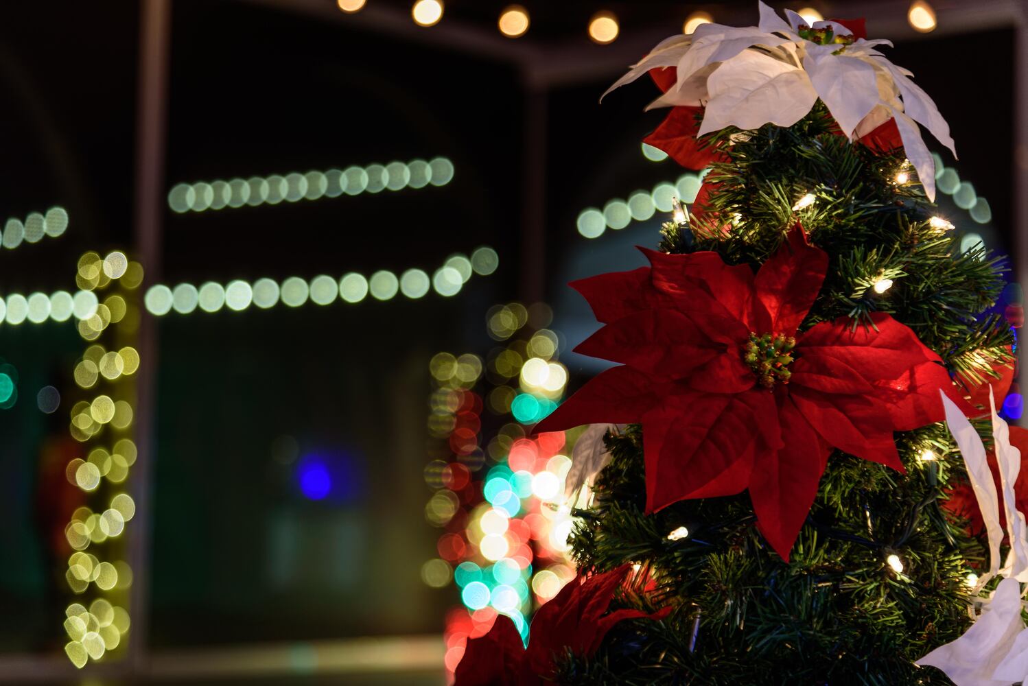 PHOTOS: Christmas Light Spectacular at Cedar Springs Pavilion