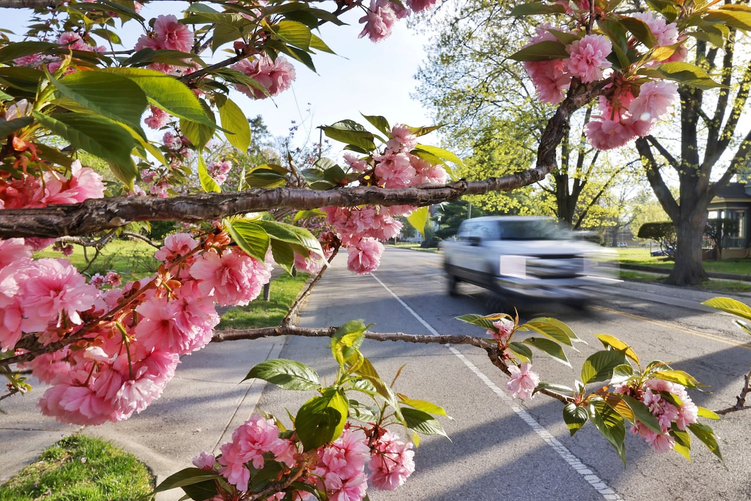 LOCAL FOCUS JN 042225 Spring blooms Middletown
