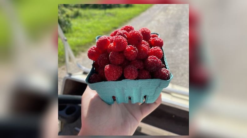 Red raspberries are in season at the Champaign Berry Farm. CONTRIBUTED