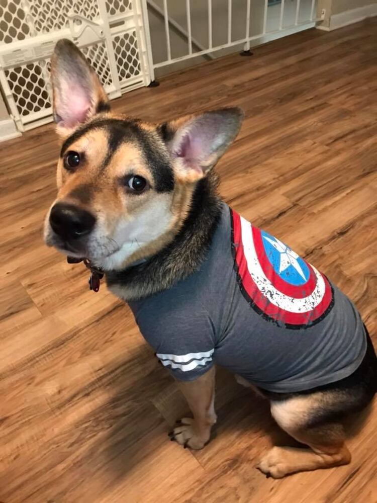 PHOTOS: Local pets ready for Halloween