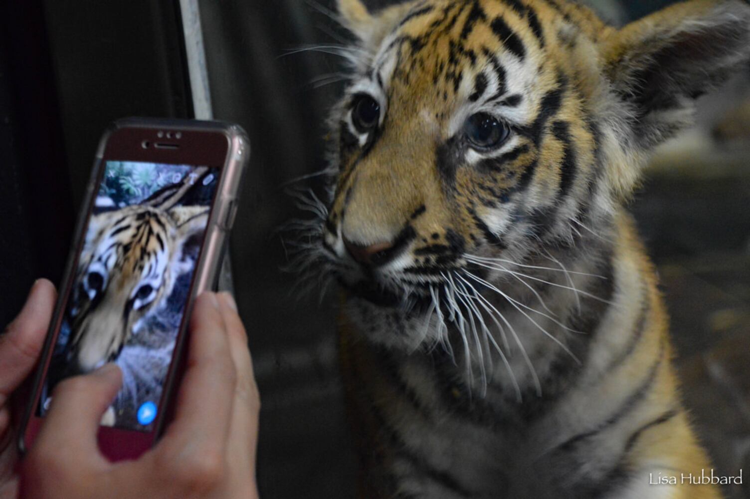 PHOTOS: Fall in love with Cincinnati Zoo babies