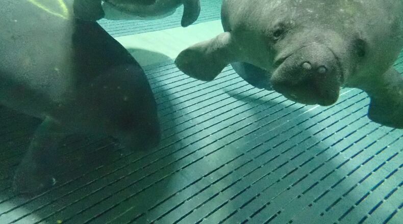 The Cincinnati Zoo is rehabilitating three new manatees named SwimShady, Alby and Manhattan. Guests can visit the manatees starting Sunday, March 28, 2021. Photo courtesy the Cincinnati Zoo and Botanical Gardens.