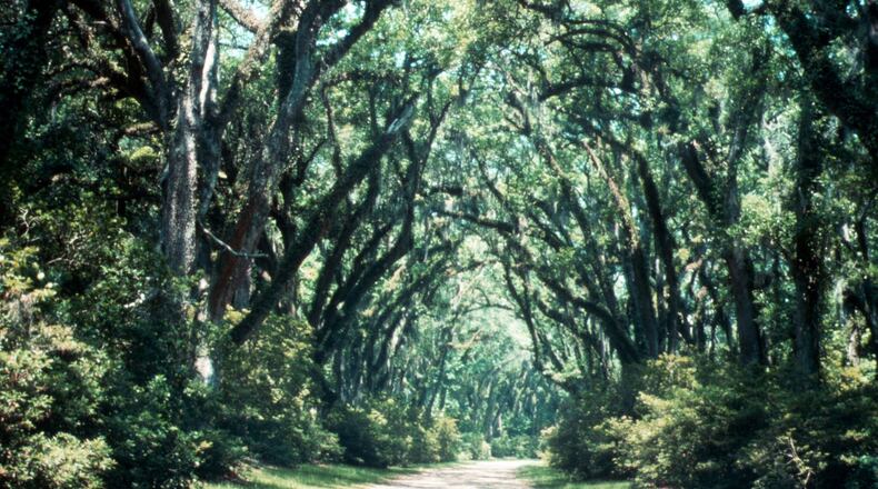 Ancient oak-lined avenues were begun from seed during colonial times. (Maureen Gilmer/TNS)