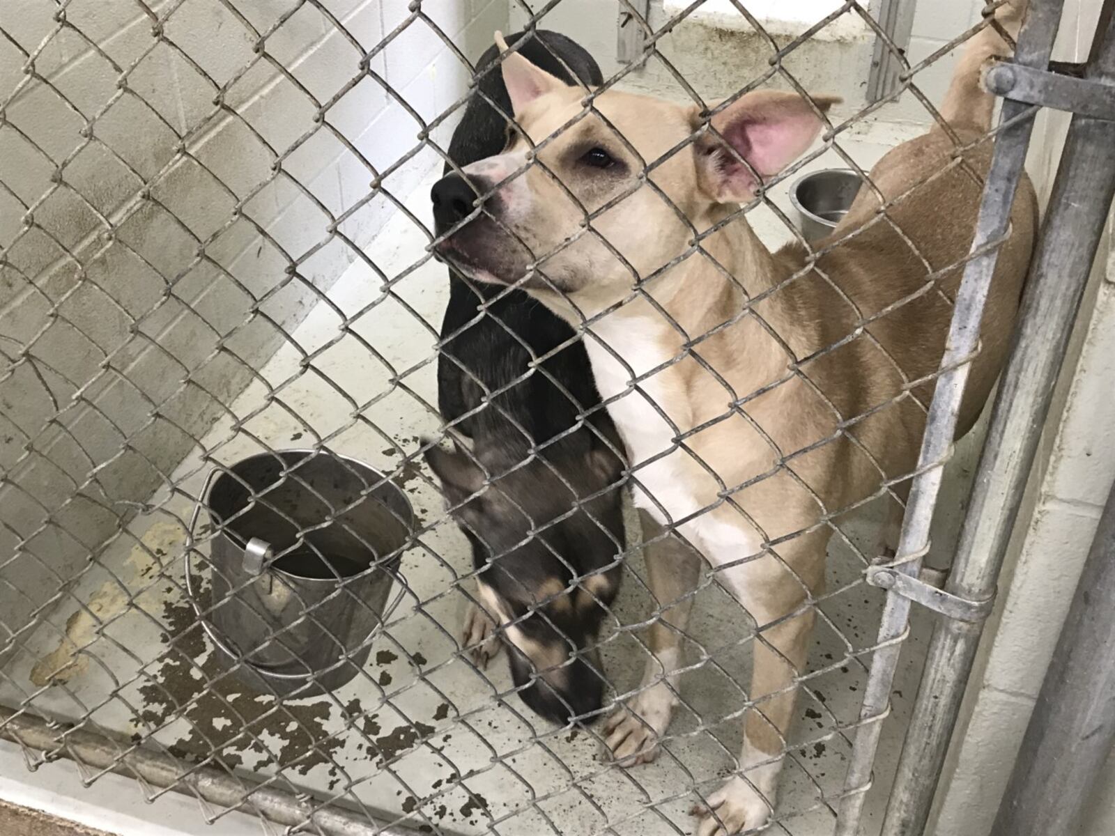 Two dogs share a kennel due to overcrowding at the Clark County Dog Shelter.