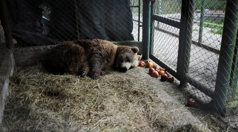 Florencia, a brown bear, lies in her cage at the former Lujan Zoo, which closed in 2020, where in recent days a global animal welfare organization has been treating animals, in Lujan, Argentina, Thursday, Oct. 30, 2025. (AP Photo/Natacha Pisarenko)