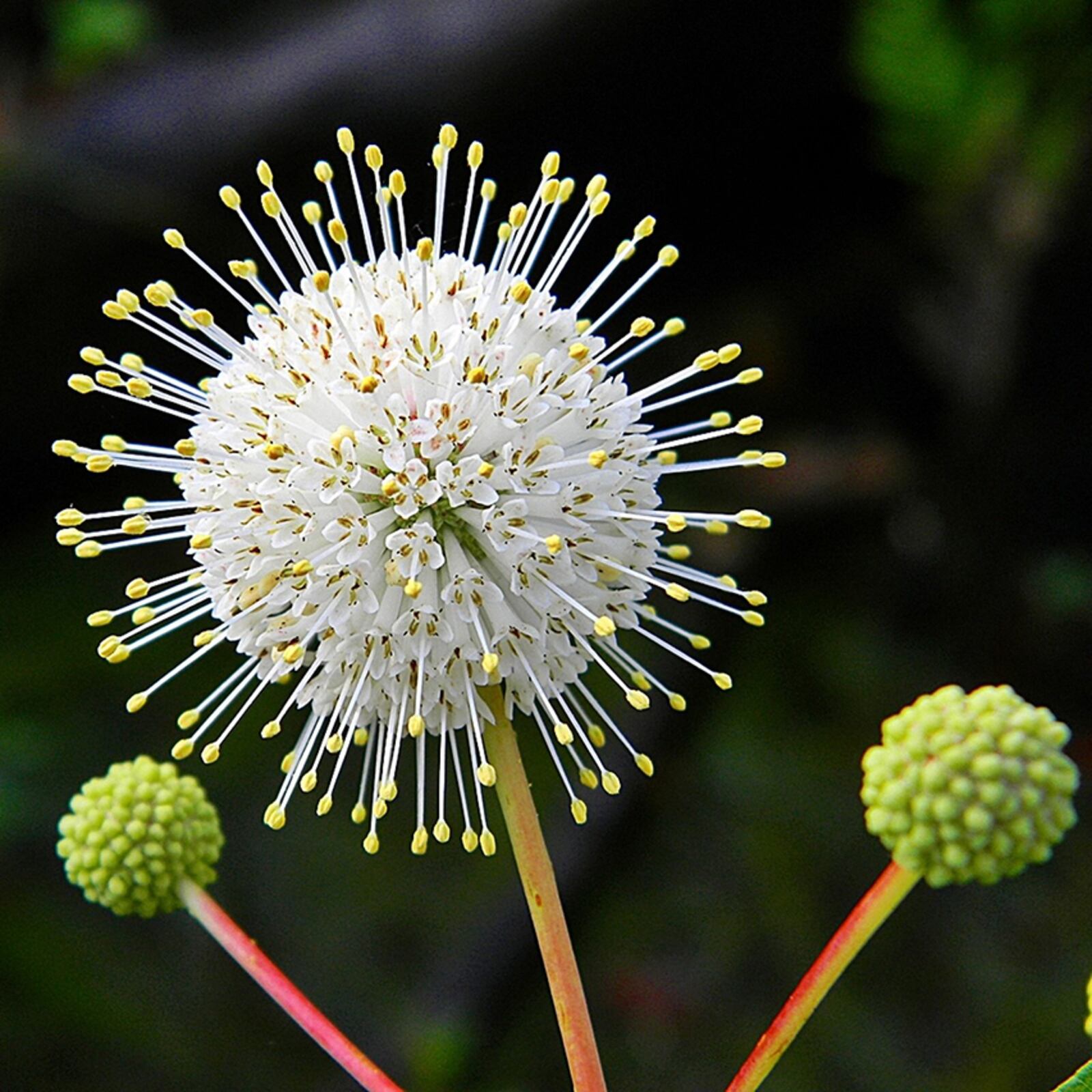 Orders are being taken now through April 19 for Aullwood Audubon's 17th annual Native Plant Sale. CONTRIBUTED PHOTO