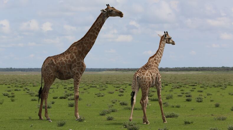 A couple of giraffes strike a pose in Etosha National Park. (Michaela Urban/Chicago Tribune/TNS)