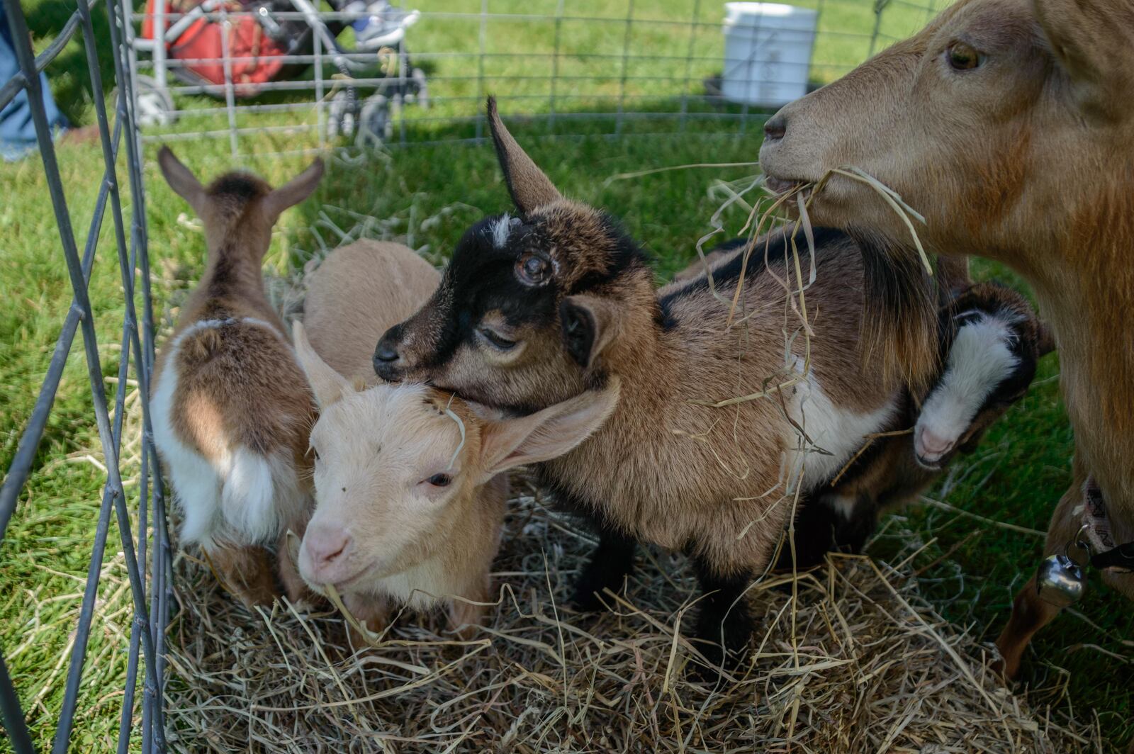 Aullwood Farm was the place to be on Saturday, May 13, 2017, for the annual Farm Babies Fest. Visitors had the chance to ooh and aah over baby animals, plus get a taste for life on the farm at this annual event at 9101 Frederick Pike, Dayton.