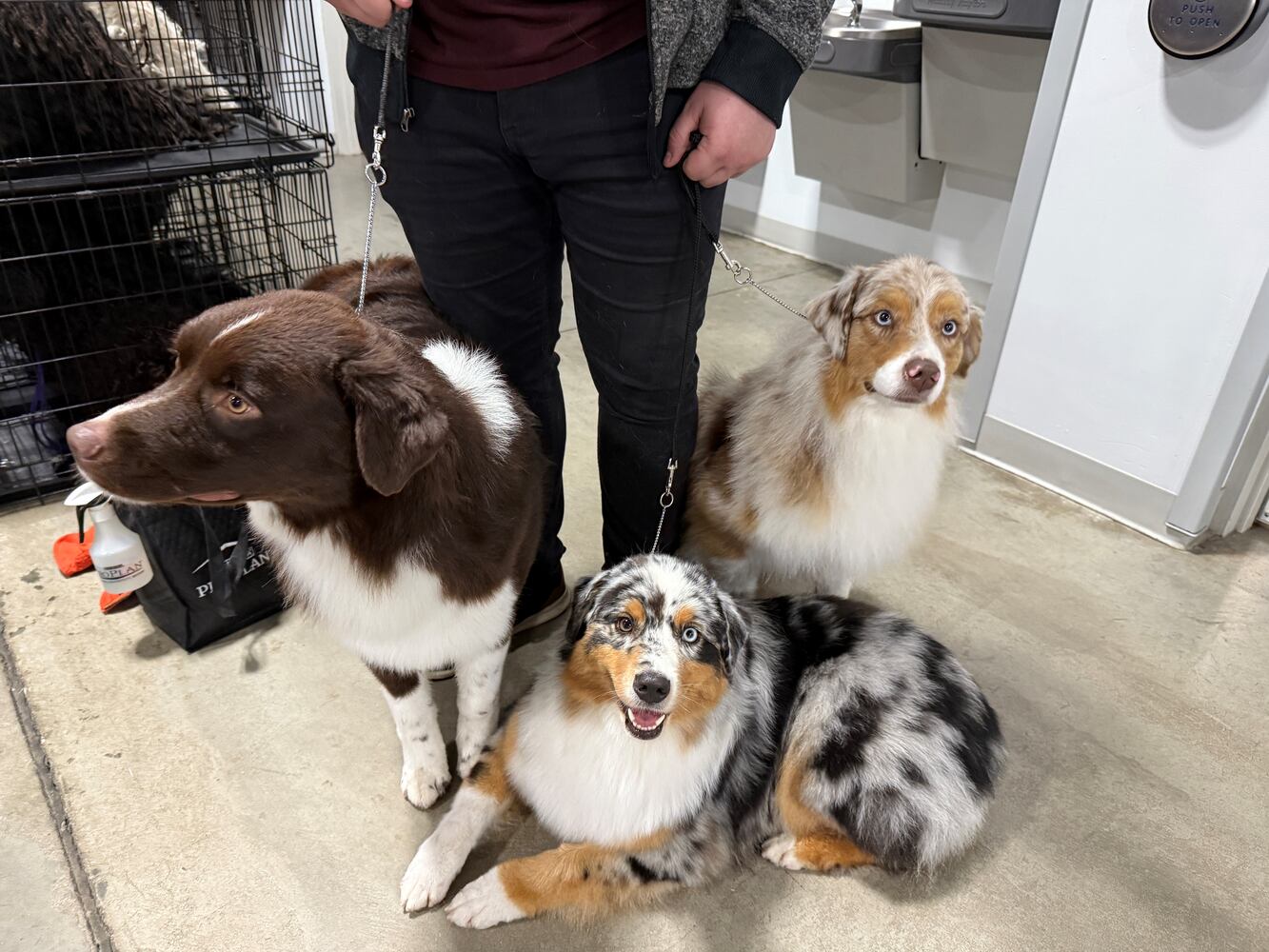 Fort St. Clair Kennel Club Dog Show