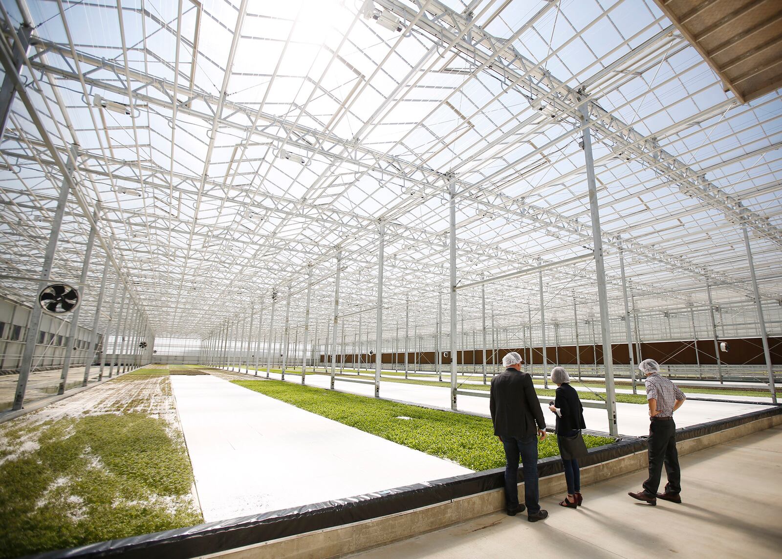 BrightFarms in Wilmington celebrated its first harvest on Friday with an open house for local business and government leaders.  The 120,000-square-foot Ohio Greenhouse grows spring mix greens for local distribution with energy and water saving techniques.   TY GREENLEES / STAFF