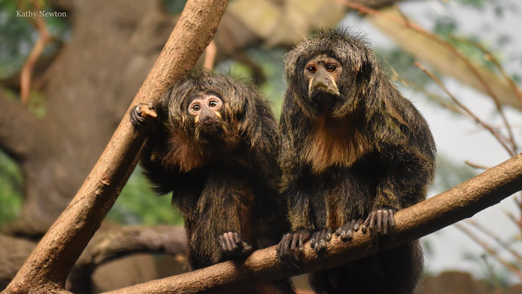 PHOTOS: Oh, these faces! Celebrating Cincinnati Zoo babies