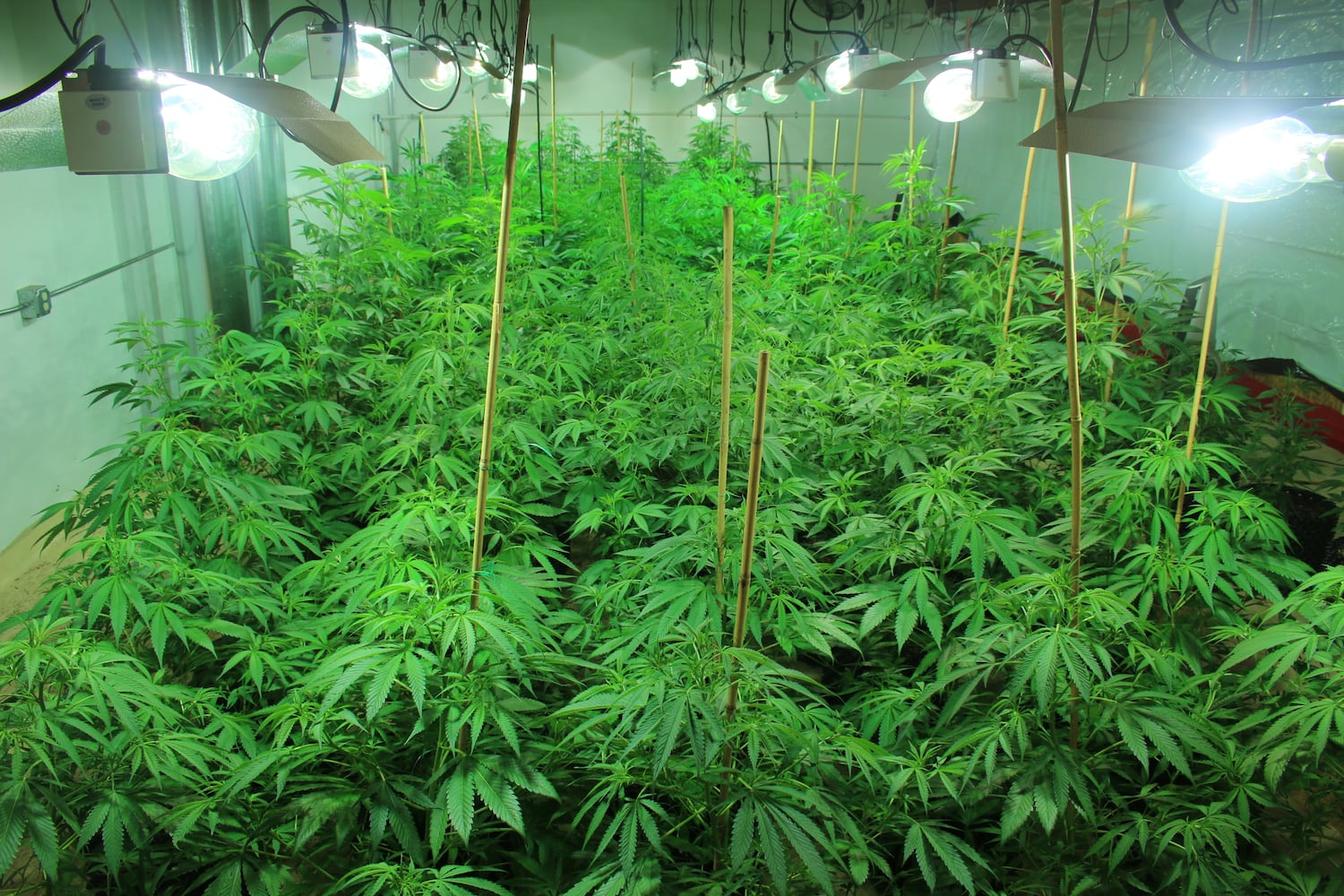 If Washington state is a model, Ohio’s pot sales will boom