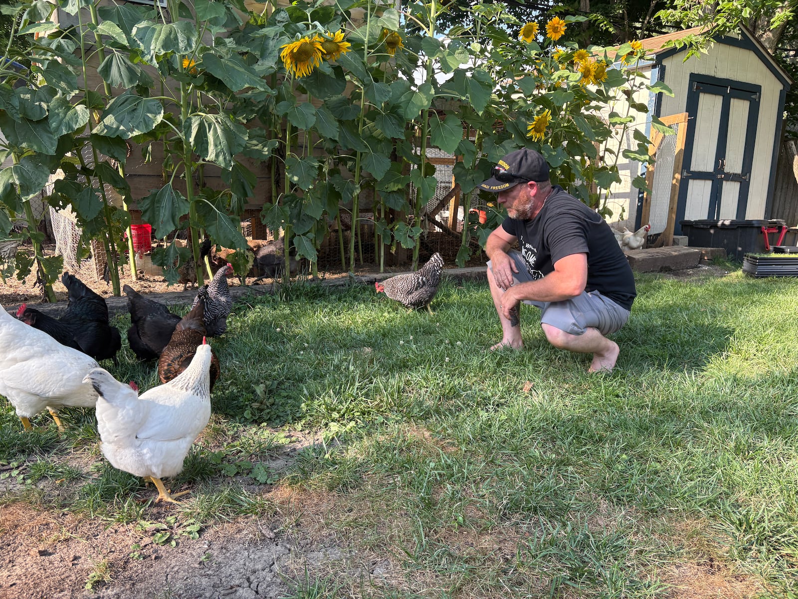 Todd Combs watches his pet chickens peck after the mealworms he tossed Sunday, July 13, 2025, in the backyard of his Kenosha Road home in Kettering. JEN BALDUF/STAFF