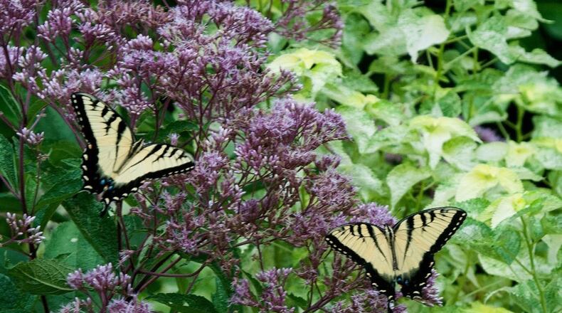 Joe Pye weeds are dazzling native perennials native from the Gulf States to Canada. (Norman Winter/TNS)