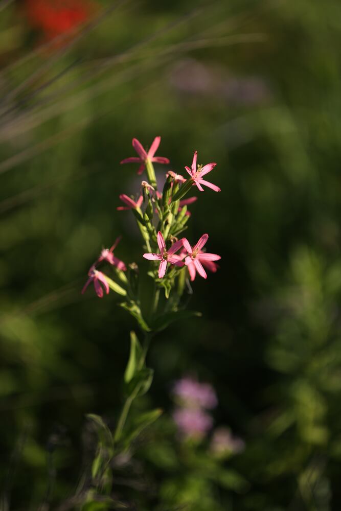 PHOTOS: Huffman Prairie State Natural Landmark is a ‘palette of many colors’