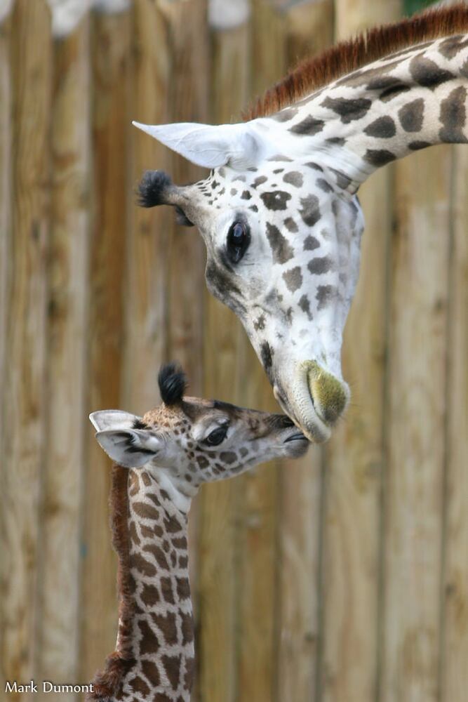 PHOTOS: Fall in love with Cincinnati Zoo babies