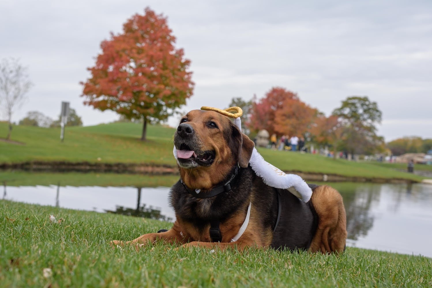 PHOTOS: Wag-O-Ween 2025 at Kettering Recreation Complex
