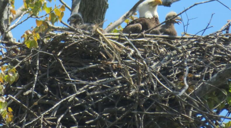 An eagle and her eaglets in Erie County are shown in this photo taken by Mary Kay Pope, a former Kettering resident who now lives near Sandusky. CONTRIBUTED