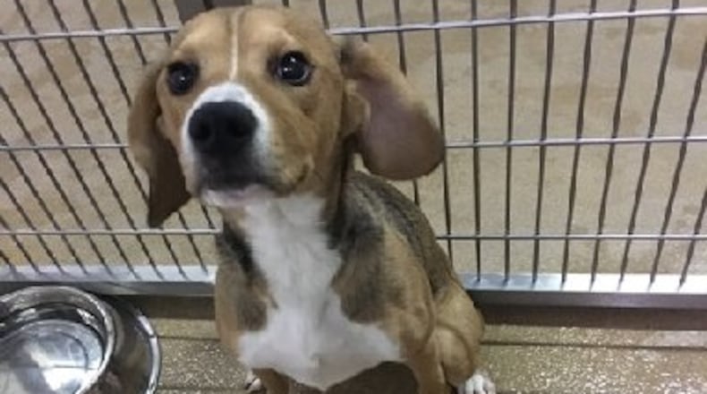 Puppies like this one may be available at Austin Boulevard if the Humane Society of Greater Dayton buys land and builds a site. FILE PHOTO