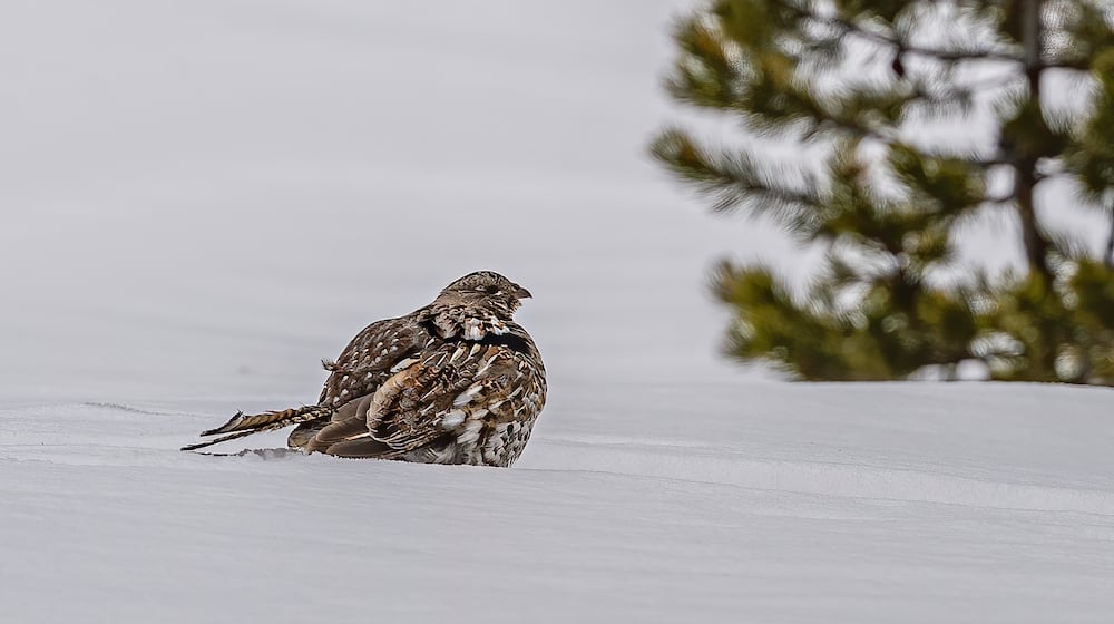 A Ruffed Grouse (Bonasa umbellus) sitting on the snow. iSTOCK/COX