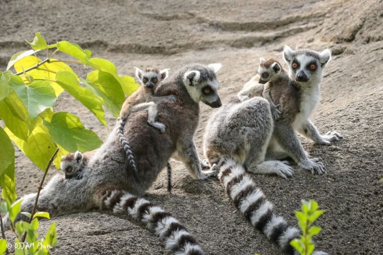 PHOTOS: This first look at Cincinnati Zoo's Zoo babies will be the best part of your day