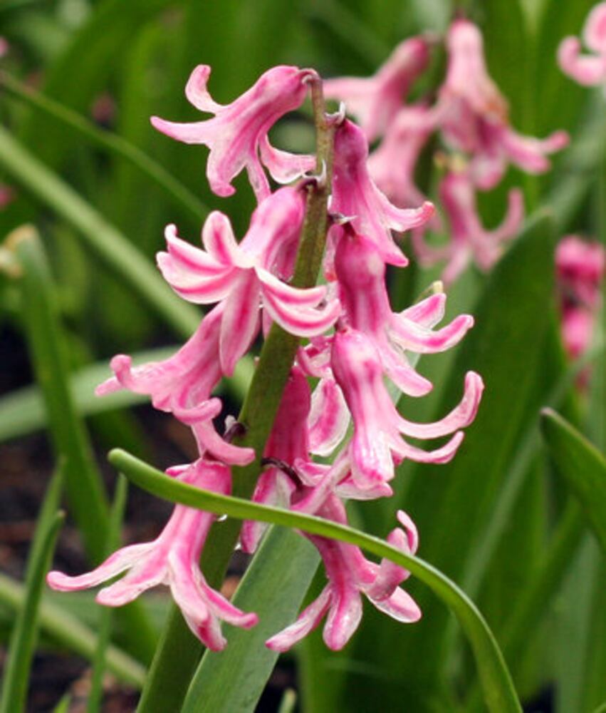 Spring Bulb Festival