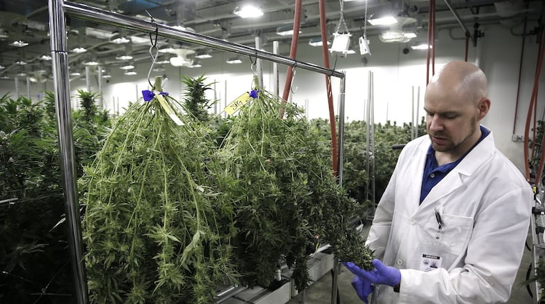Cresco Labs director of cultivation, Dennis Plamondon, inspects marijuana plants that have been harvested inside the big state licensed medical marijuana facility in Yellow Springs. TY GREENLEES / STAFF