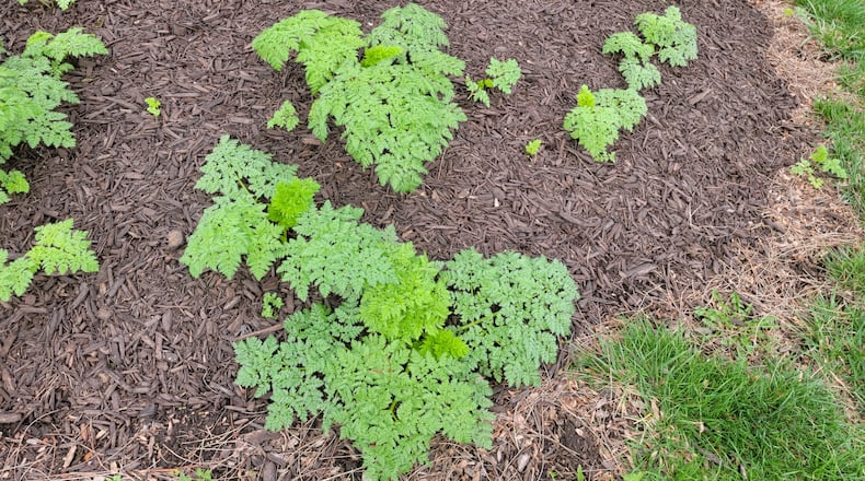 Rosettes of poison hemlock beginning to show up in landscapes.