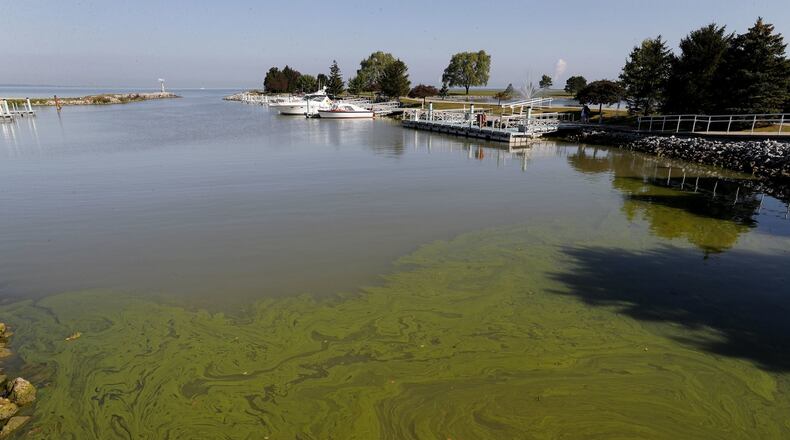Algae floats in the water at the Maumee Bay State Park marina in Lake Erie in Oregon, Ohio (AP Photo/Paul Sancya)