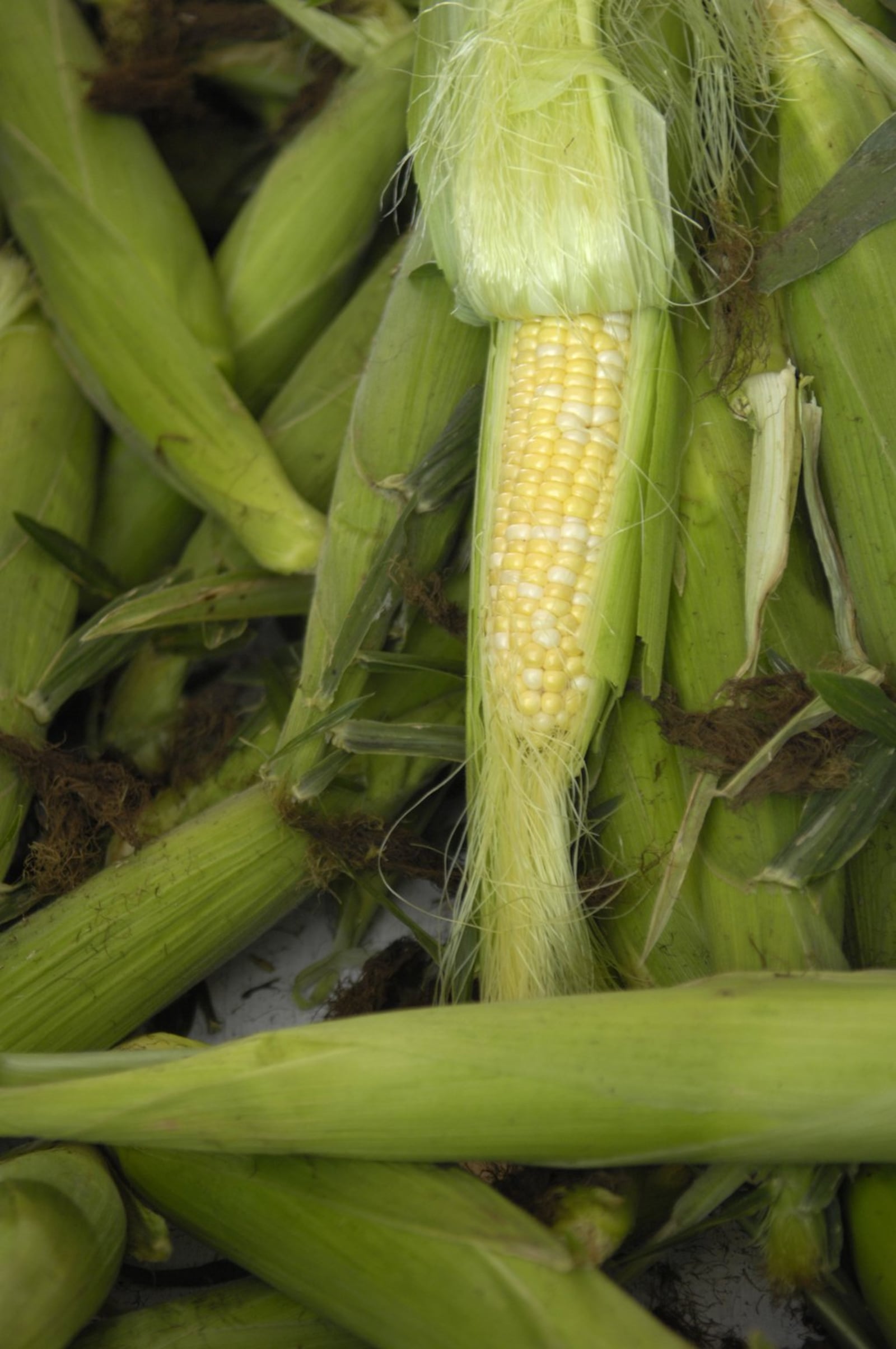 Expect lots of this sweet corn at the annual Fairborn Sweetcorn Festival this weekend. STAFF FILE PHOTO BY DAVE MUNCH
