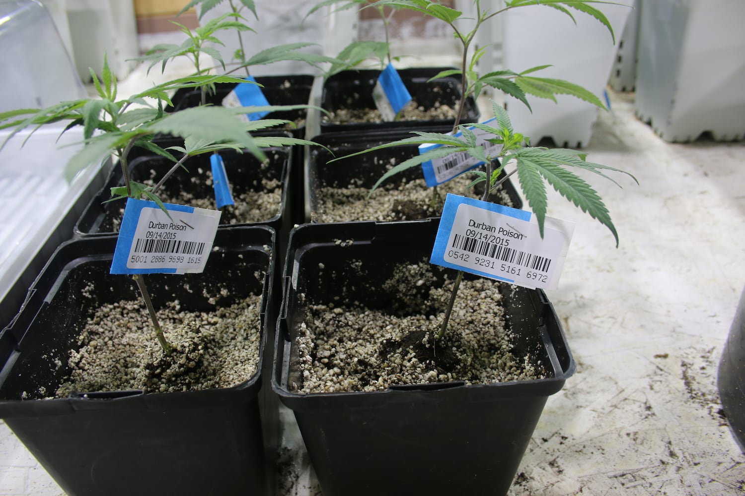 If Washington state is a model, Ohio’s pot sales will boom