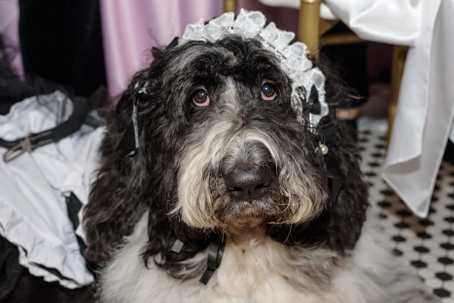 PHOTOS: 2025 Pet Afflaire Gala at the Dayton Arcade