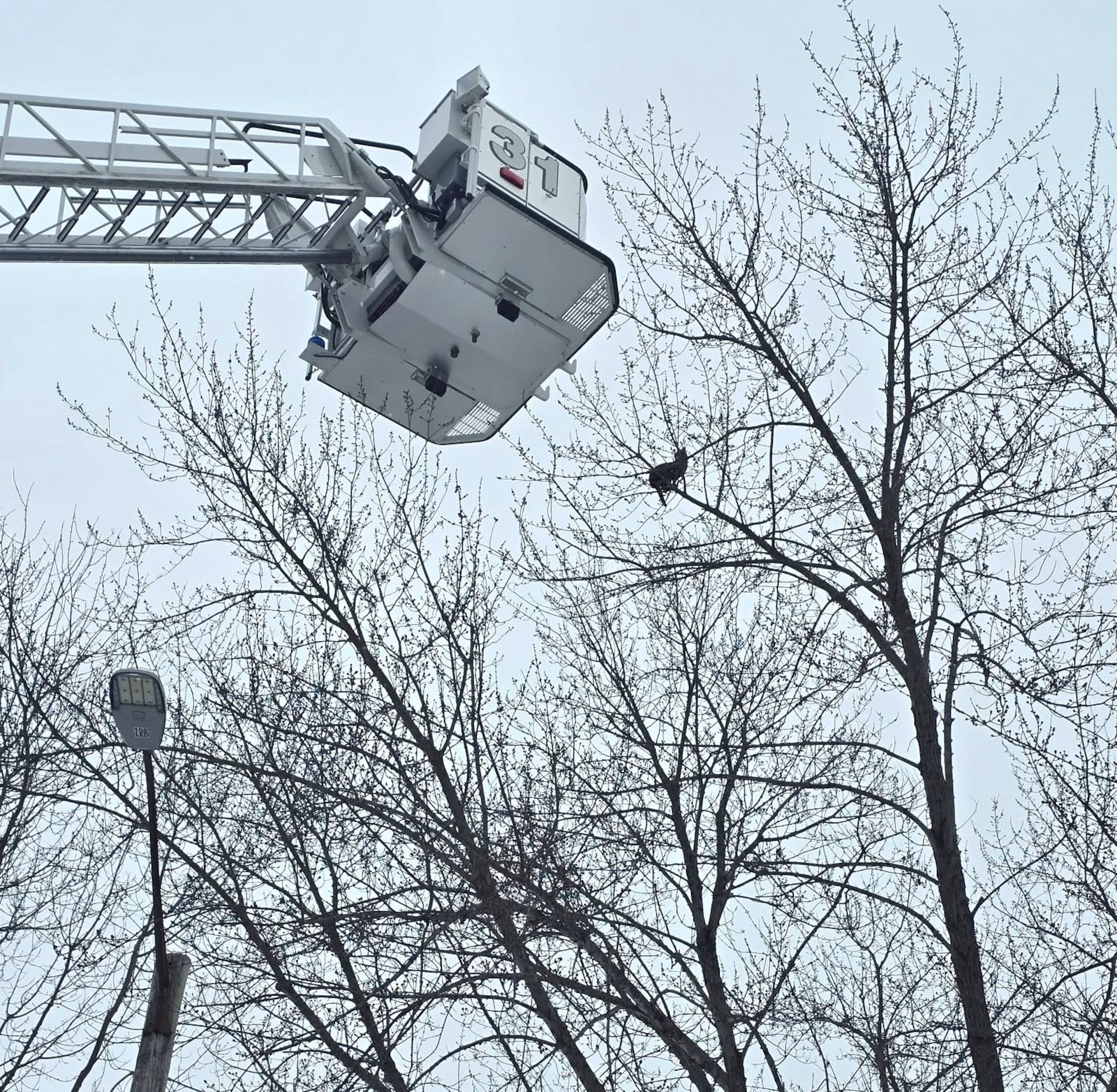 A Tipp City Fire & EMS squad was called to rescue to cat which had been stuck high up in a tree for two days. PHOTOS / Tipp City Professional Fire Fighters Local #5491