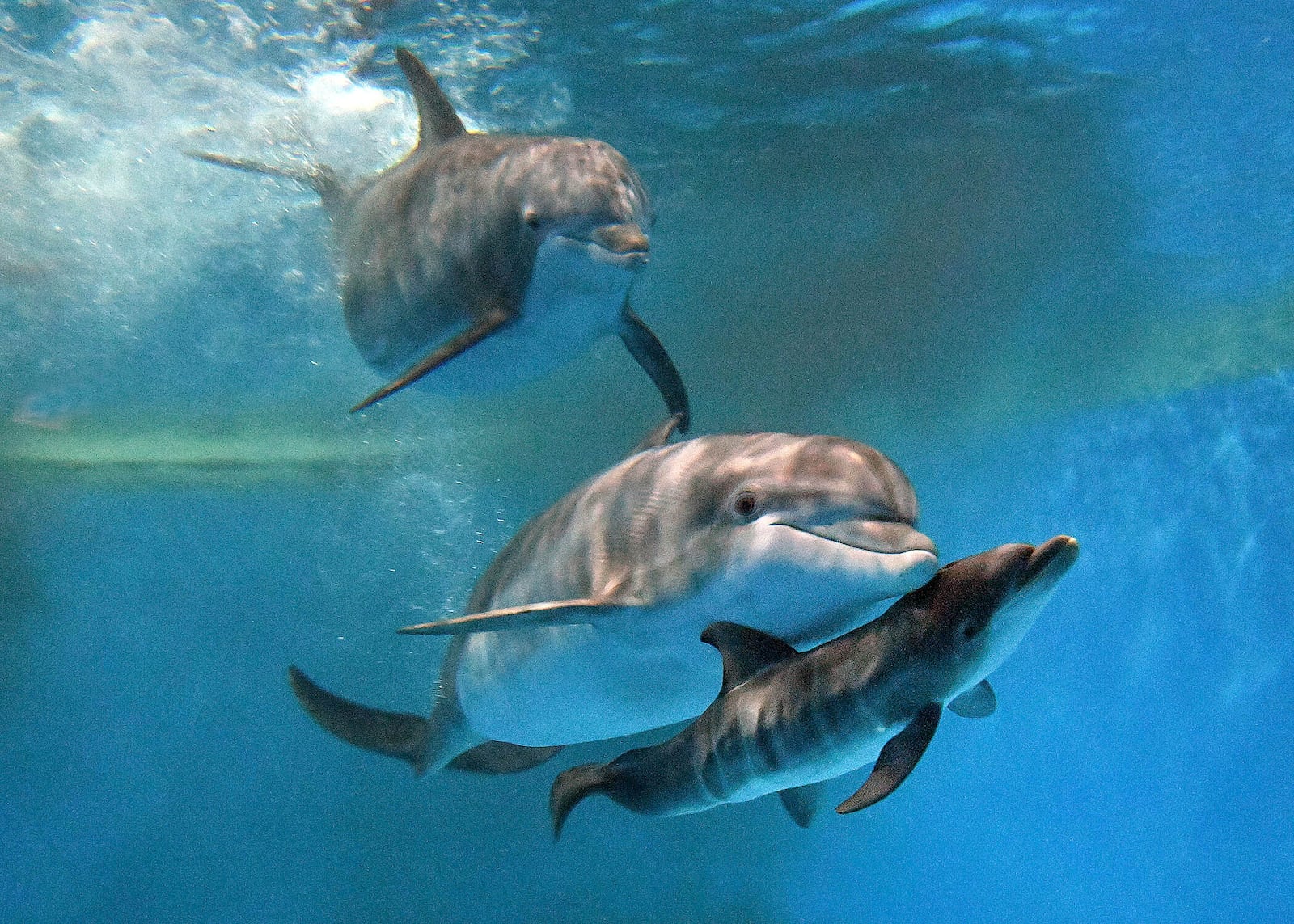 This photo provided by Brookfield Zoo Chicago, bottlenose dolphins "Allie" with "Tapeko" are joined by the newly born calf at the Brookfield Zoo Chicago on Saturday, June 7, 2025. (Brookfield Zoo Chicago via AP)