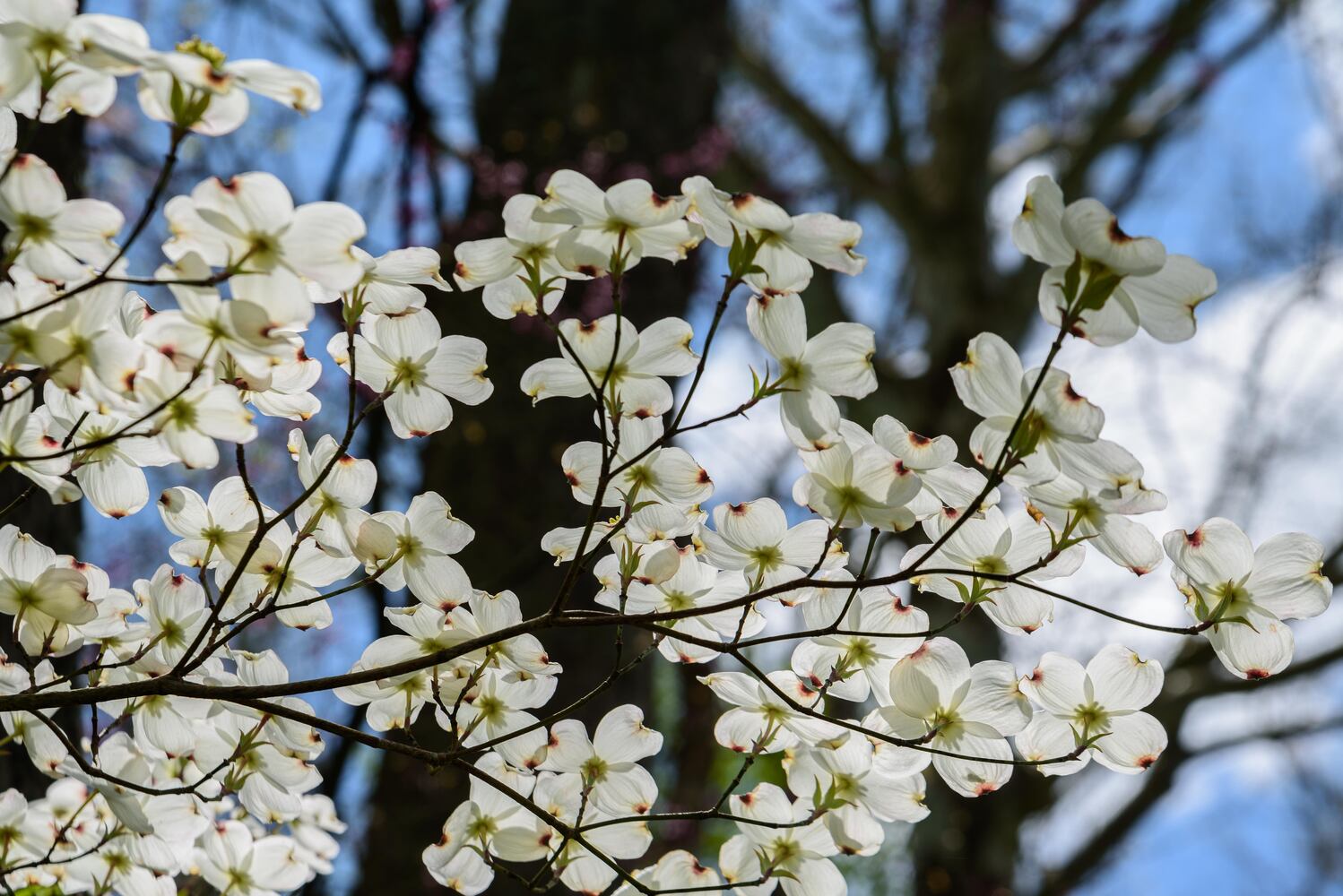 PHOTOS: Gorgeous Aullwood Garden is in full bloom